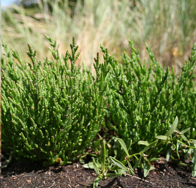 Salicórnia, o sal “verde”